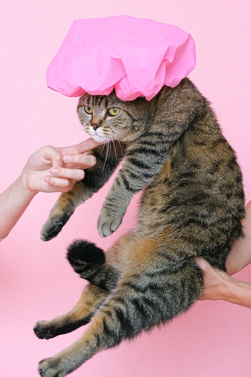 Cat in a shower cap