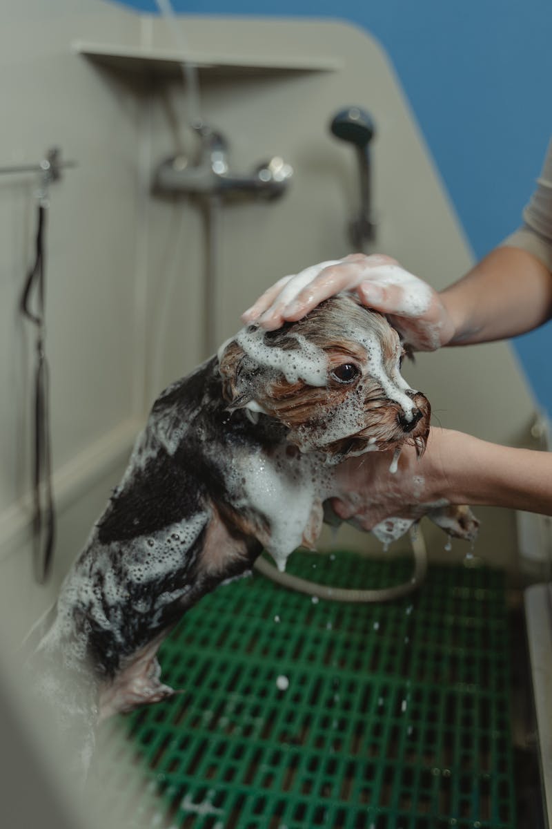 A little Yorkie in a bubble bath