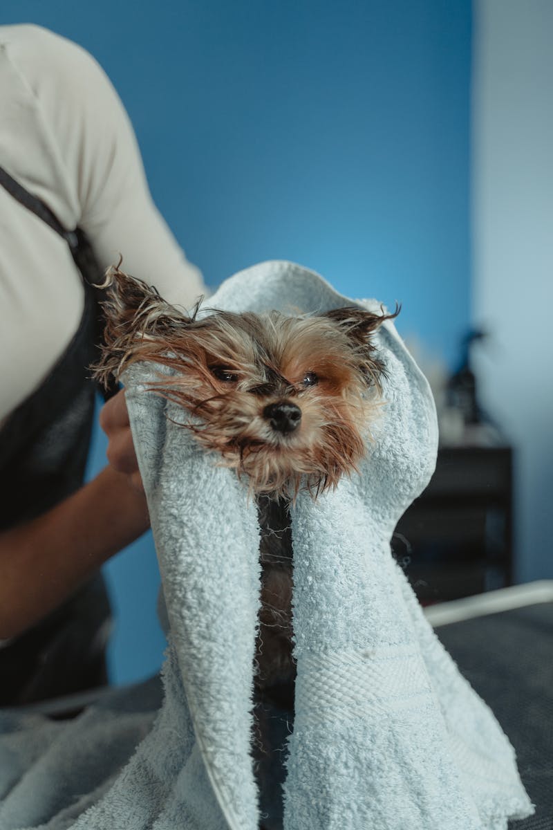 A puppy wrapped in a towel after a bath